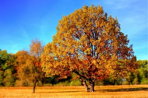 tree-99852_640-400x199.jpg